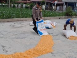 Polsek Siantar Selatan Bantu Jemur Hasil Panen Jagung Petani Binaan