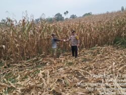 Bhabinkamtibmas Polsek Siantar Timur Cek Ladang Jagung Petani Binaan