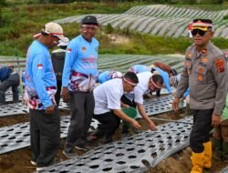 “Polri Untuk Negeri” Bupati Bersama Kapolres Tanam Bawang Putih di Humbahas