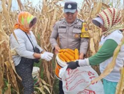 Bhabinkamtibmas Polsek Siantar Marihat Bersama Petani Binaan Panen Jagung di Perladangan Simarimbun Dolok