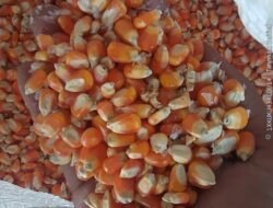 Polsek Siantar Marihat Dampingi Penjualan Jagung Petani Binaan ke Bulog Cabang Pematang Siantar