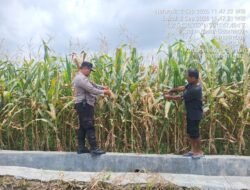 Polsek Siantar Marihat Montoring Lahan Jagung Petani Binaan Dukung Ketapang