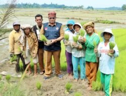 Tingkatkan Produksi Pertanian, Kepala BPBD Simalungun Tinjau Dua Bendung yang Rusak Akibat Bencana Banjir di Kecamatan Ujung Padang