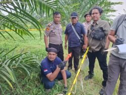 Kesigapan Polsek Gunung Malela dan Tim Inafis Ungkap Penyebab Kematian Wanita di Areal Perkebunan PTPN IV