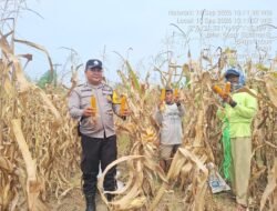 Dukung Ketapang, Bhabinkamtibmas Polsek Siantar Marihat Dampingi Petani Binaan Panen Jagung