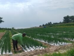 Di Lahan Samping DPRD Samosir, Pak Rika Bertahan Jadi Petani Mandiri