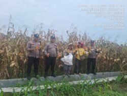 Polsek Siantar Marihat Dampingi Petani Binaan Panen Jagung