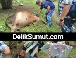 Lima Ekor Lembu Milik Warga Ditemukan Mati Diduga Diracun di Perkebunan Serbelawan
