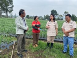 WAKIL BUPATI HUMBAHAS TINJAU POTENSI LAHAN BAWANG PUTIH DI DESA HUTASOIT LINTONGNIHUTA