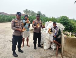 Polsek Siantar Marihat Bersama Petani Binaan Panen Jagung di Hamparan Marihat Jaya
