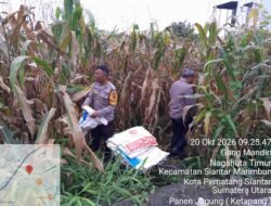 Polsek Siantar Selatan Dampingi Petani Binaan Panen Jagung di Gang Mandiri