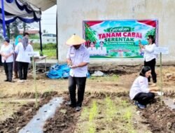 Jaga Ketersediaan dan Pasokan Cabai, Pemkab Simalungun Laksanakan Gerakan Tanam Cabai Merah Serentak